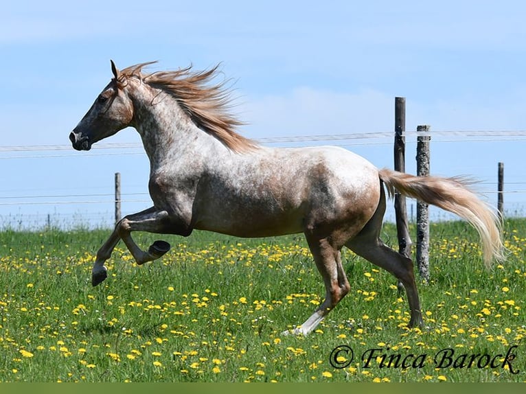 Andaluso Castrone 4 Anni 155 cm Leopard in Wiebelsheim