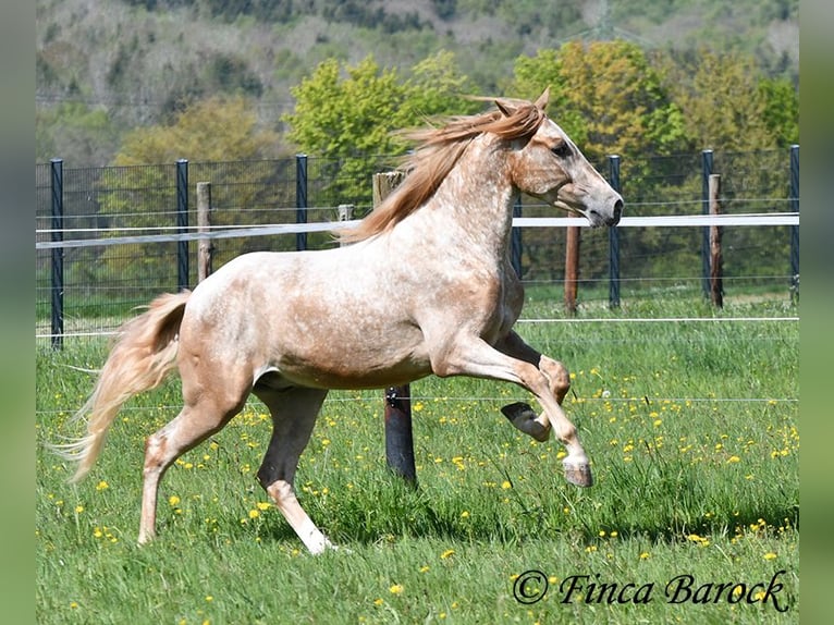 Andaluso Castrone 4 Anni 155 cm Leopard in Wiebelsheim