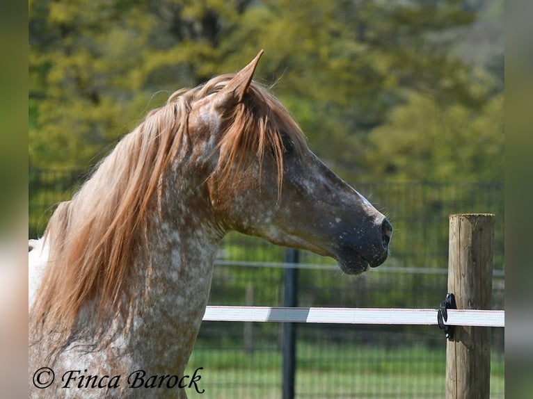 Andaluso Castrone 4 Anni 155 cm Leopard in Wiebelsheim