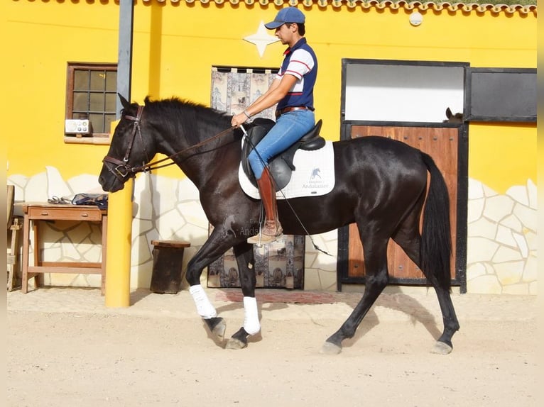 Andaluso Castrone 4 Anni 155 cm Morello in Provinz Malaga