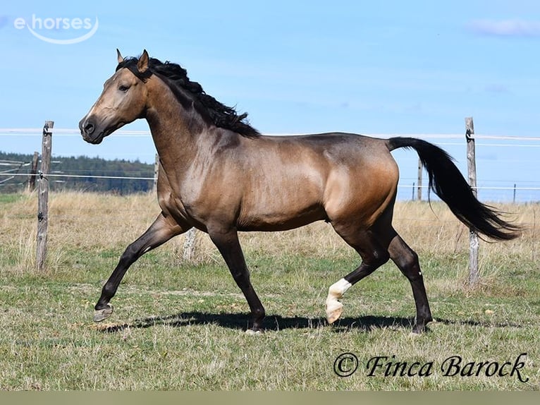 Andaluso Castrone 4 Anni 155 cm Pelle di daino in Wiebelsheim