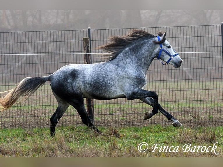Andaluso Castrone 4 Anni 156 cm Grigio in Wiebelsheim
