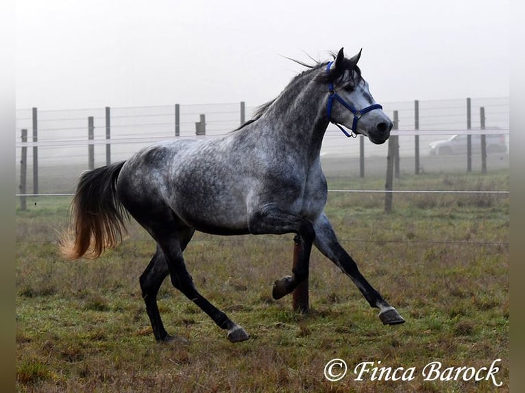 Andaluso Castrone 4 Anni 156 cm Grigio in Wiebelsheim