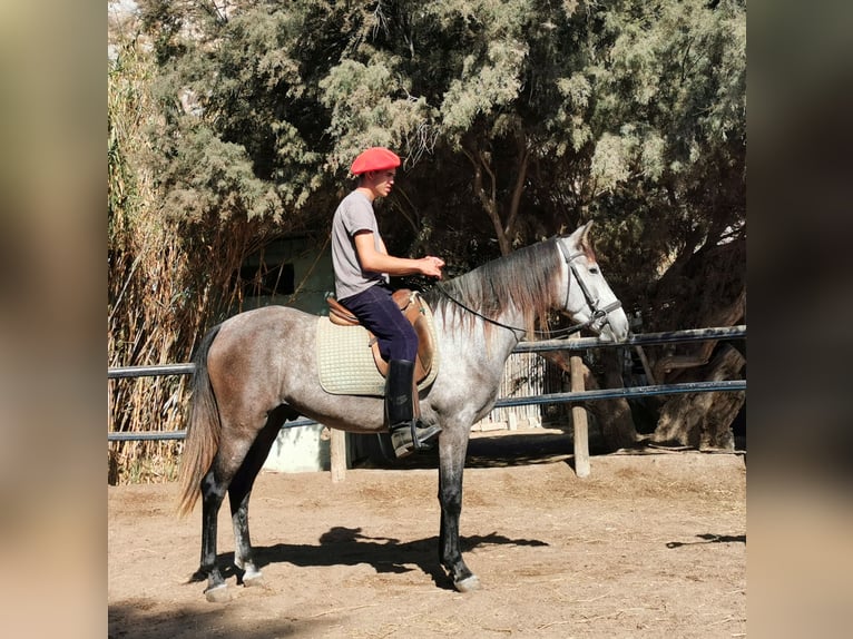Andaluso Castrone 4 Anni 156 cm Grigio in Adra Almería
