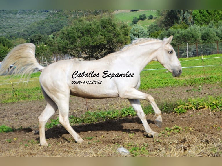 Andaluso Castrone 4 Anni 156 cm Palomino in Vejer de la Frontera