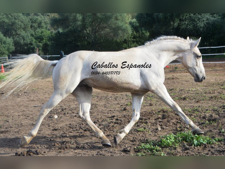 Andaluso Castrone 4 Anni 156 cm Palomino in Vejer de la Frontera
