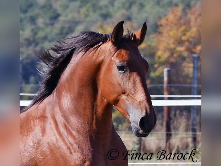 Andaluso Castrone 4 Anni 157 cm Baio in Wiebelseheim