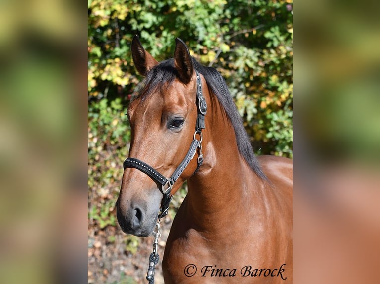 Andaluso Castrone 4 Anni 157 cm Baio in Wiebelseheim