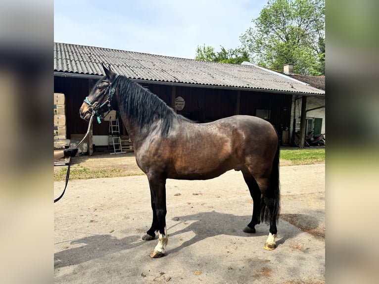 Andaluso Castrone 4 Anni 157 cm Baio scuro in Bergkirchen
