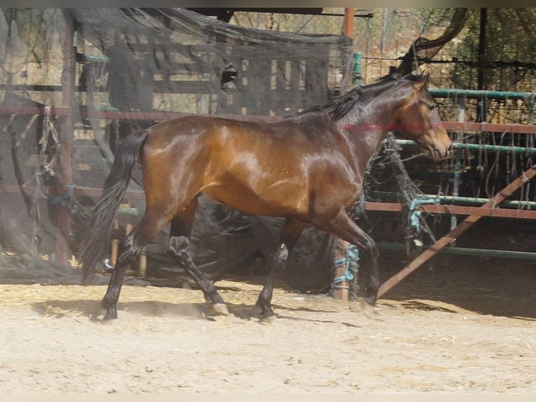 Andaluso Castrone 4 Anni 158 cm Baio in Pruna