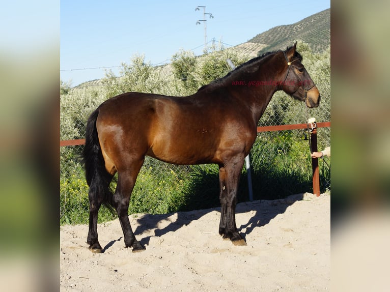 Andaluso Castrone 4 Anni 158 cm Baio in Pruna