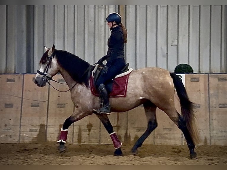 Andaluso Castrone 4 Anni 158 cm Falbo baio in Neustadt (Wied)