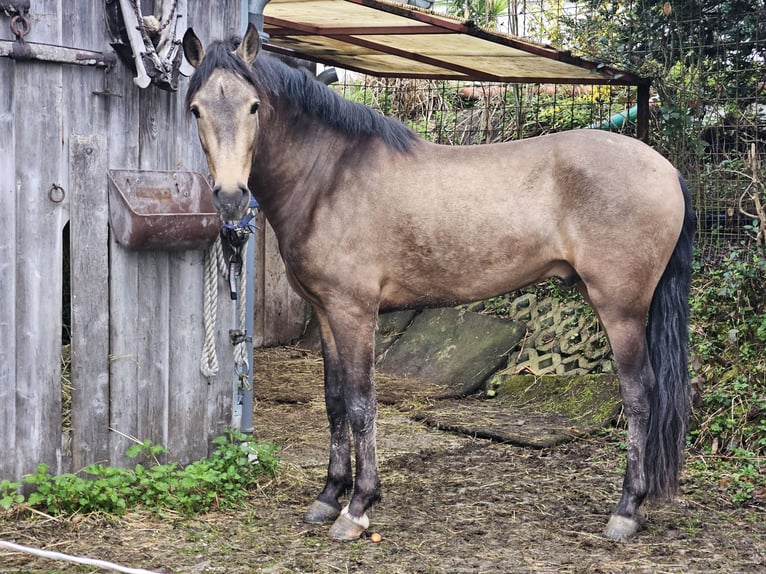 Andaluso Castrone 4 Anni 158 cm Falbo in Schwaigen