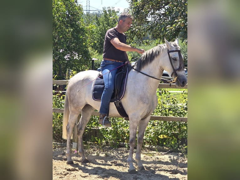 Andaluso Castrone 4 Anni 158 cm Grigio in Auma-Weidatal