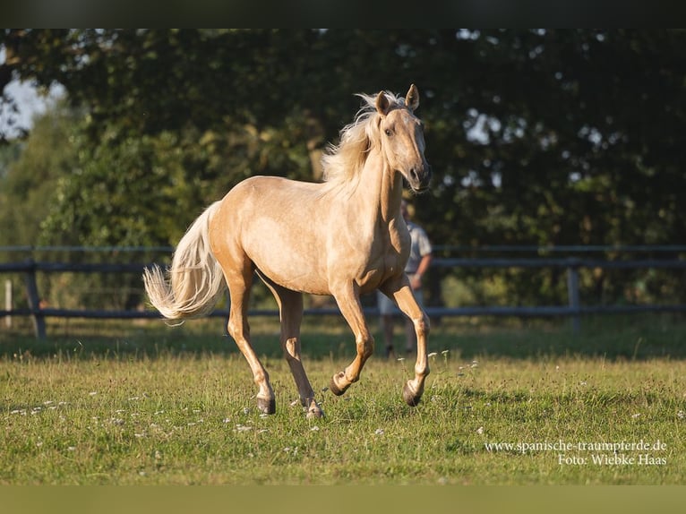 Andaluso Mix Castrone 4 Anni 158 cm Palomino in Traventhal