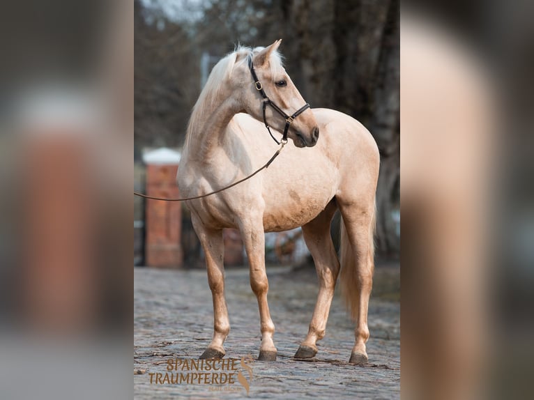 Andaluso Mix Castrone 4 Anni 158 cm Palomino in Traventhal