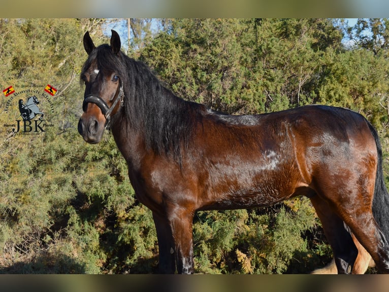 Andaluso Castrone 4 Anni 159 cm Baio in Tabernas Almería