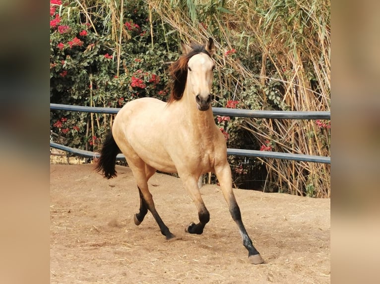 Andaluso Castrone 4 Anni 160 cm Falbo in Adra Almeria