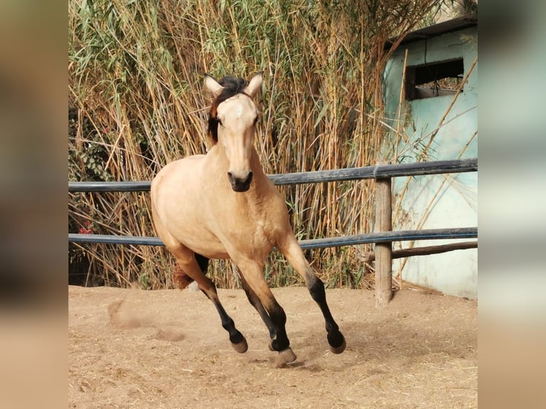 Andaluso Castrone 4 Anni 160 cm Falbo in Adra Almeria