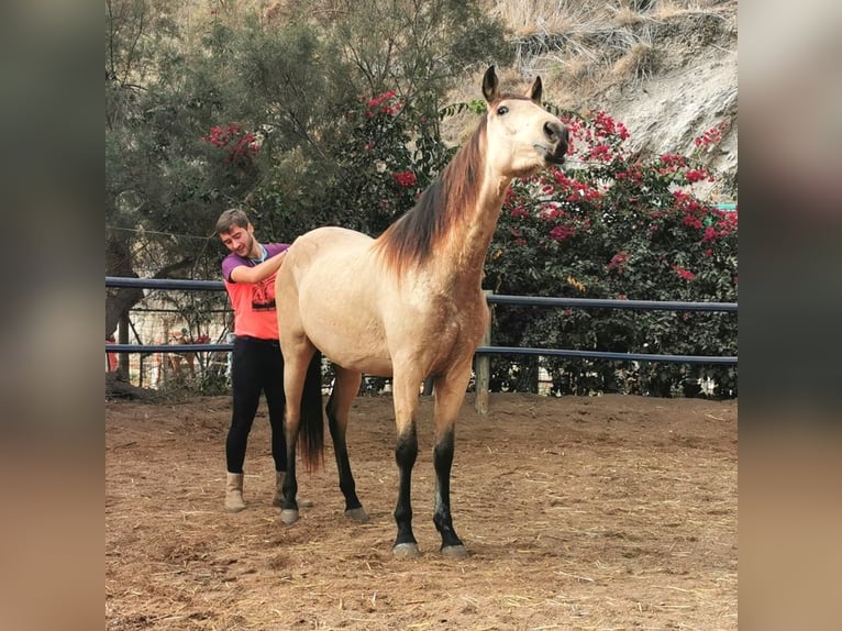 Andaluso Castrone 4 Anni 160 cm Falbo in Adra Almeria