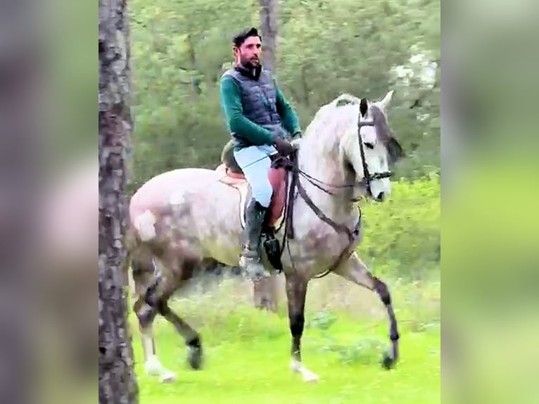 Andaluso Castrone 4 Anni 160 cm Grigio in Jerez