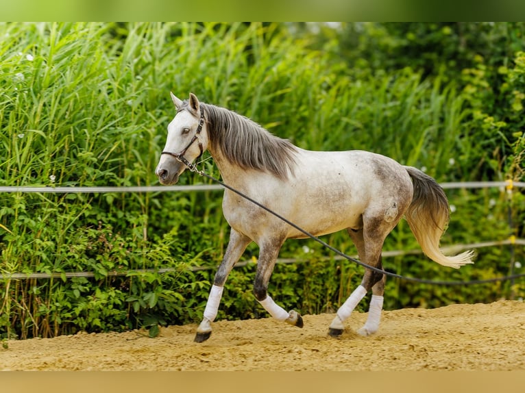 Andaluso Castrone 4 Anni 160 cm Grigio pezzato in Wülfrath