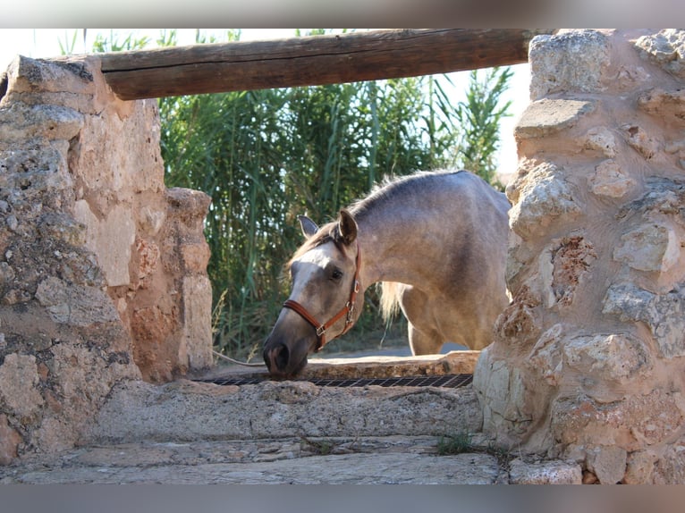 Andaluso Castrone 4 Anni 160 cm Grigio in Felanitx
