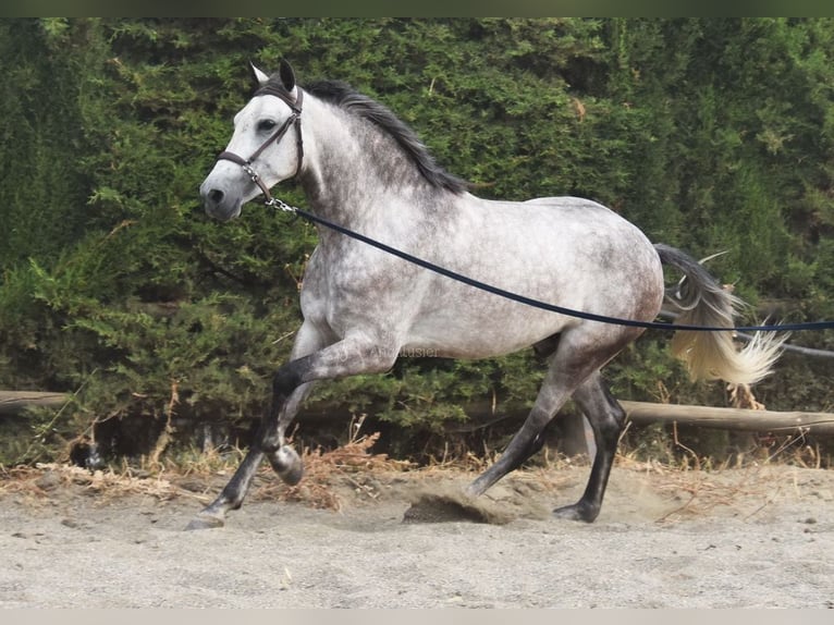 Andaluso Castrone 4 Anni 160 cm Grigio in Provinz Malaga