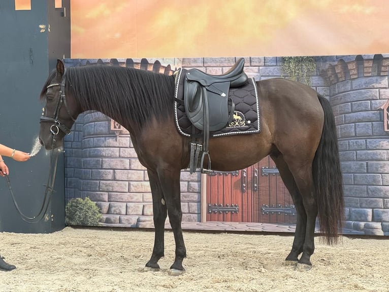Andaluso Castrone 4 Anni 160 cm Morello in Stadthagen