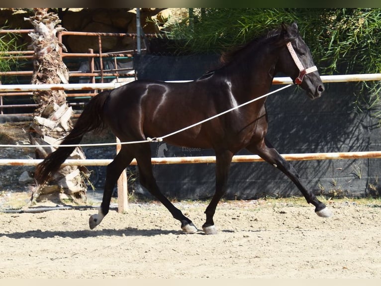 Andaluso Castrone 4 Anni 160 cm Morello in Provinz Malaga