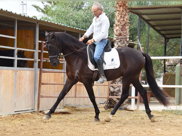 Andaluso Castrone 4 Anni 160 cm Morello in Provinz Malaga