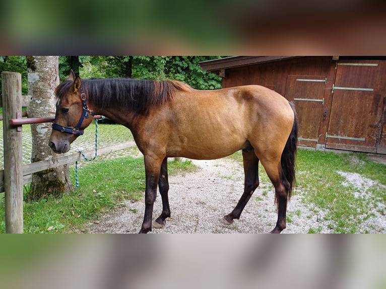 Andaluso Mix Castrone 4 Anni 160 cm Pelle di daino in Unken