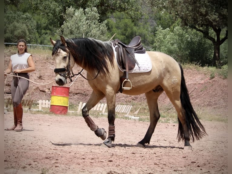 Andaluso Castrone 4 Anni 161 cm Falbo in Valencia
