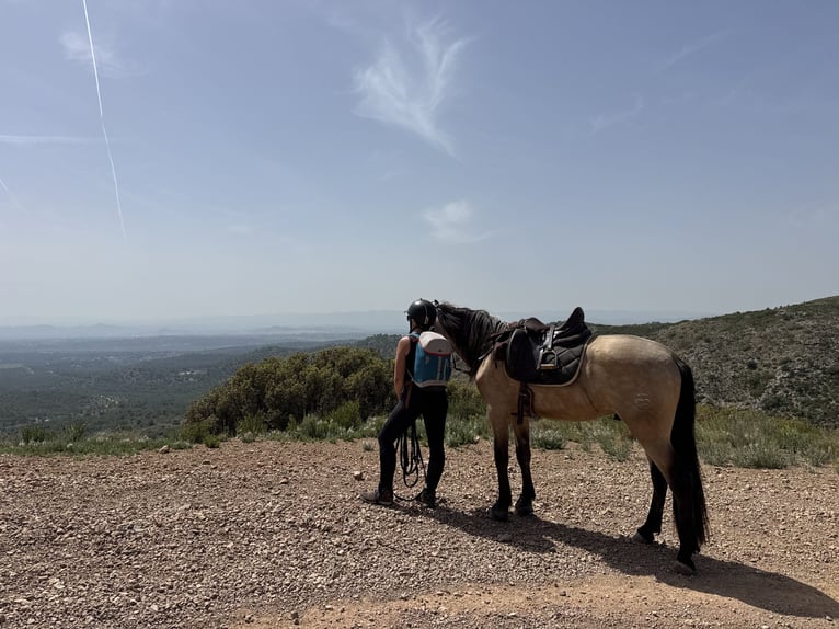 Andaluso Castrone 4 Anni 161 cm Falbo in Valencia