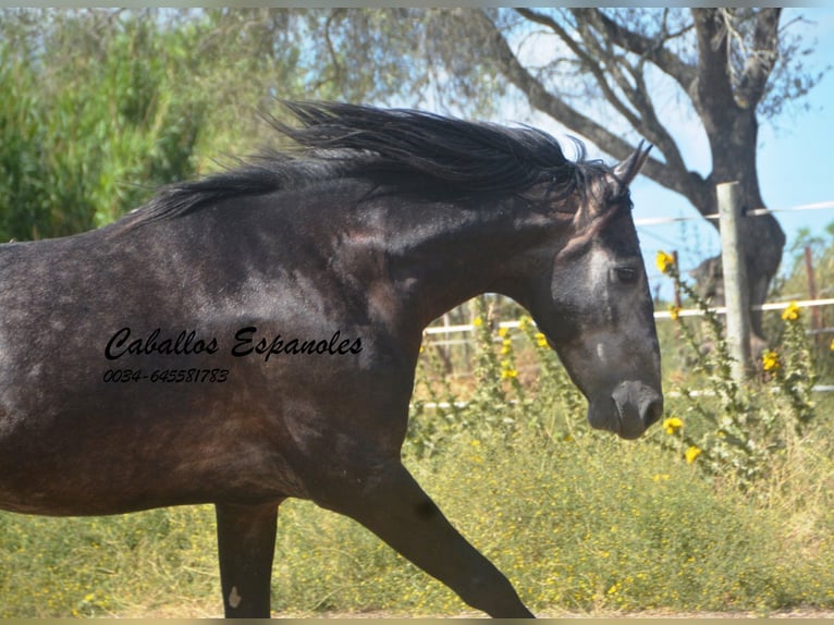 Andaluso Castrone 4 Anni 161 cm Grigio ferro in Vejer de la Frontera