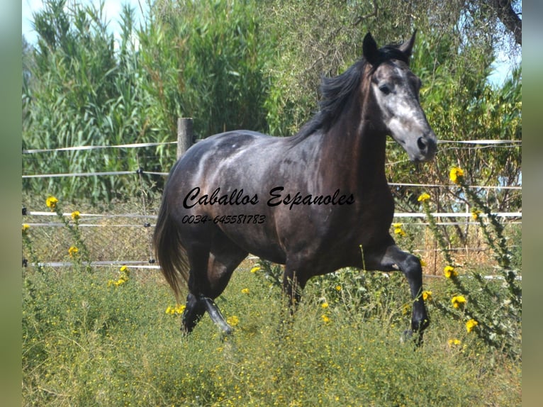 Andaluso Castrone 4 Anni 161 cm Grigio ferro in Vejer de la Frontera