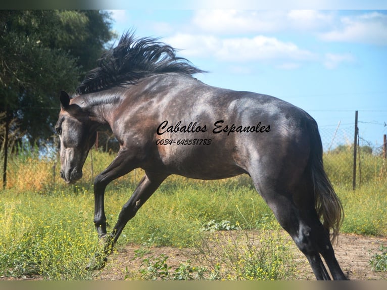 Andaluso Castrone 4 Anni 161 cm Grigio ferro in Vejer de la Frontera
