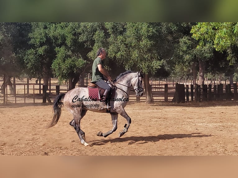 Andaluso Castrone 4 Anni 161 cm Grigio pezzato in Vejer de la Frontera