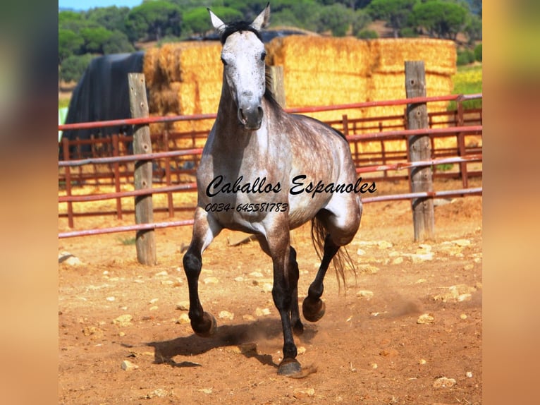 Andaluso Castrone 4 Anni 161 cm Grigio pezzato in Vejer de la Frontera