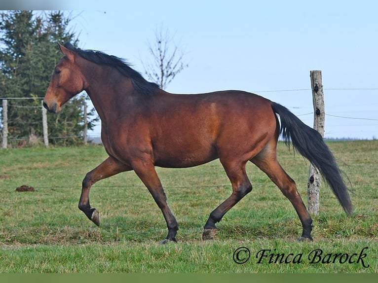 Andaluso Castrone 4 Anni 162 cm Baio in Wiebelsheim