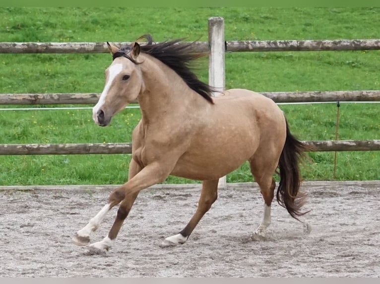 Andaluso Castrone 4 Anni 163 cm Falbo in Grassau
