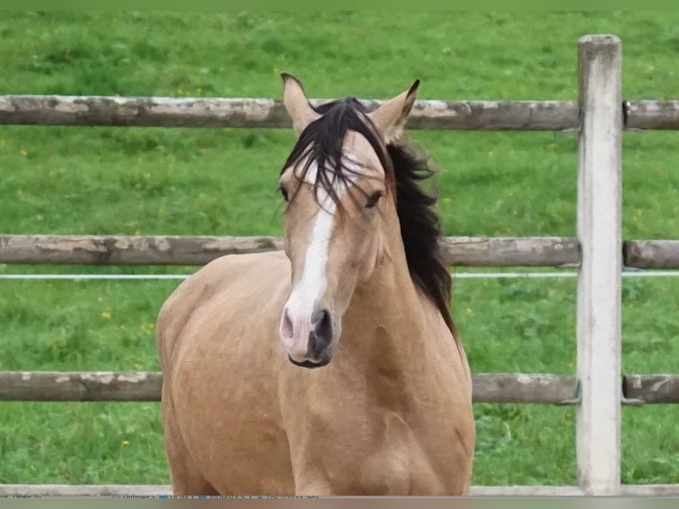 Andaluso Castrone 4 Anni 163 cm Falbo in Grassau