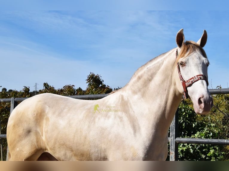 Andaluso Castrone 4 Anni 164 cm Pearl in Coin