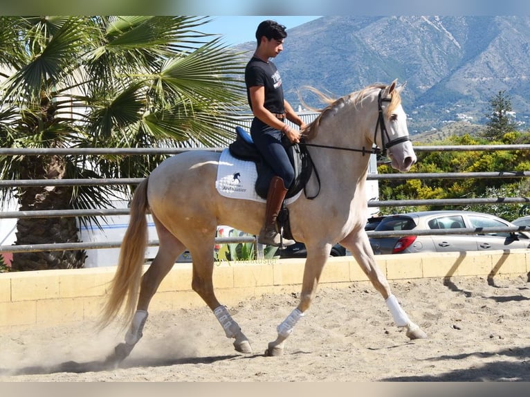 Andaluso Castrone 4 Anni 164 cm Pearl in Coin