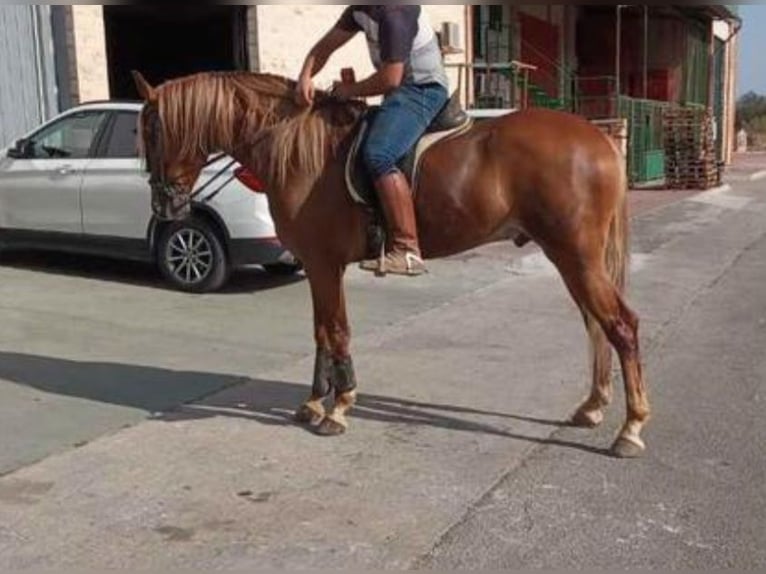 Andaluso Castrone 4 Anni 165 cm Sauro in Navalcan