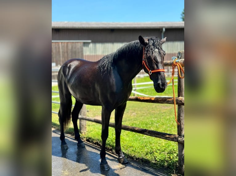 Andaluso Castrone 4 Anni 170 cm Morello in Affoltern am Albis