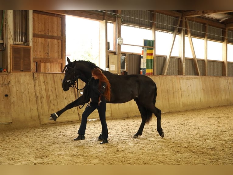 Andaluso Castrone 4 Anni 170 cm Morello in Affoltern am Albis