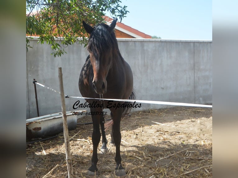 Andaluso Castrone 4 Anni in Vejer de la Frontera