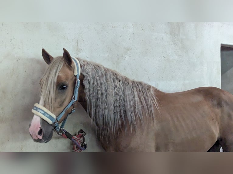 Andaluso Castrone 5 Anni 145 cm Palomino in Engen