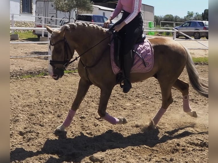 Andaluso Castrone 5 Anni 145 cm Palomino in Engen
